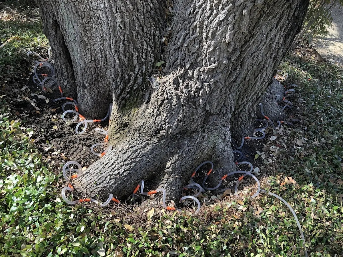 Detailed Tree Cabling and Bracing job site in Rosburg