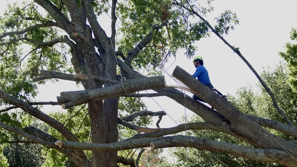 Professional Crown Thinning performed by certified arborists in Rosburg