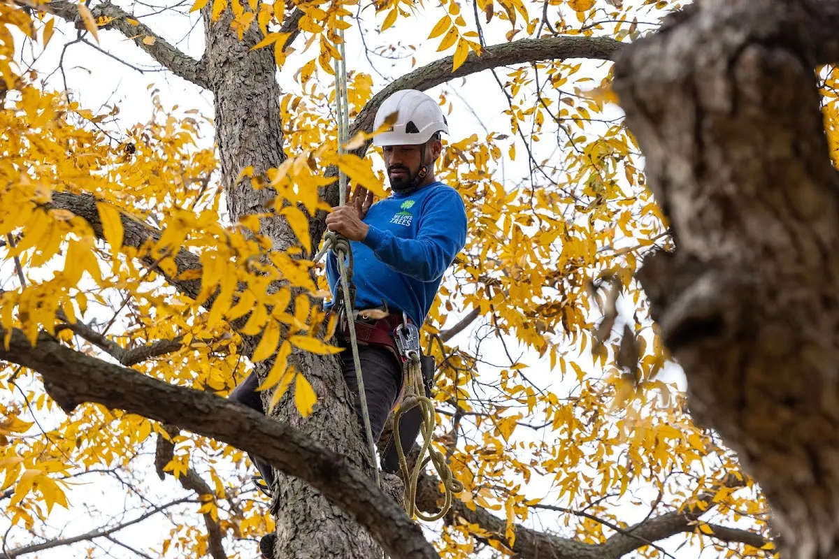 Skilled Tree Pruning crew working in Rosburg